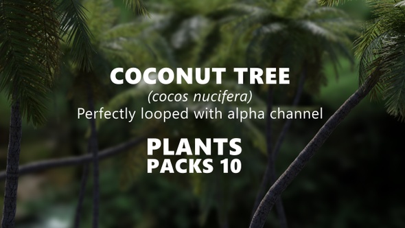 COCONUT TREE (Cocos Nucifera) Looped plants