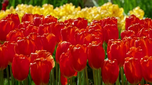 Blooming Tulips in Flower Garden alt