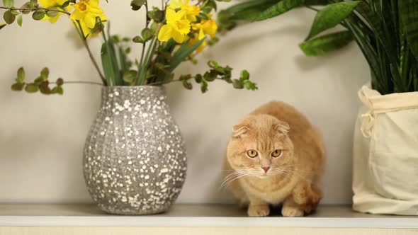 Ginger Domestic Cat Sit Near Green Leaves and Wlowers of Domestic Plants