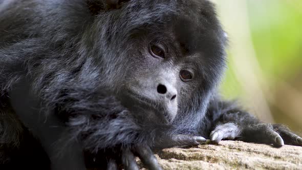 Close up shot of a sad looking Black Howler monkey resting on a tree and staring at camera alt