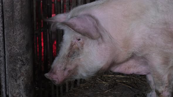 Big Pig on the Farm alt