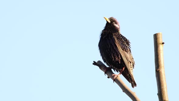 Singing Starling on Branch