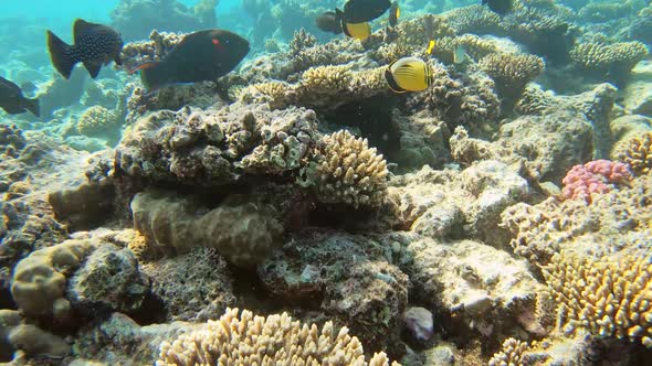 Many Fish Swim Among Corals in the Red Sea Egypt alt