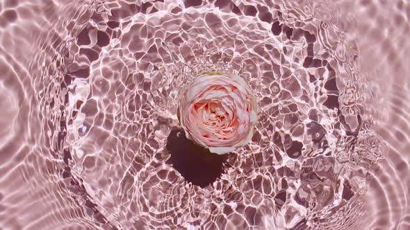 Slow Motion of Falling Rose on Water Surface and Diverging Circles of Water on Pink Background alt