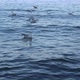 Seagulls Swimming On The Blue Water - VideoHive Item for Sale