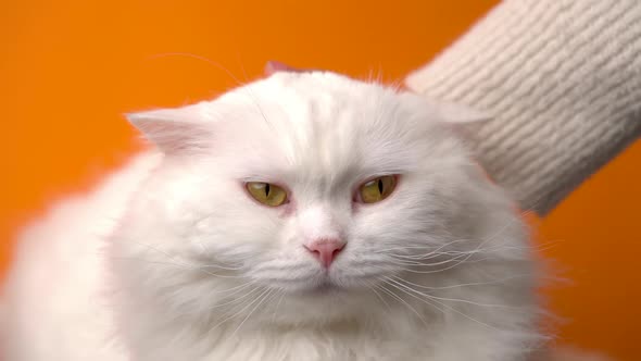 Woman Stroking White Furry Cat Isolated on Orange Background. Caresses Domestic Fluffy Pet. Love alt