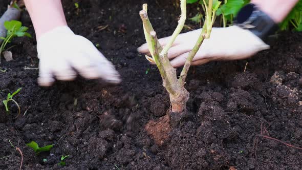 Female hands of a farmer in gloves plant a rose seedling, Agriculture, gardening or ecology concept