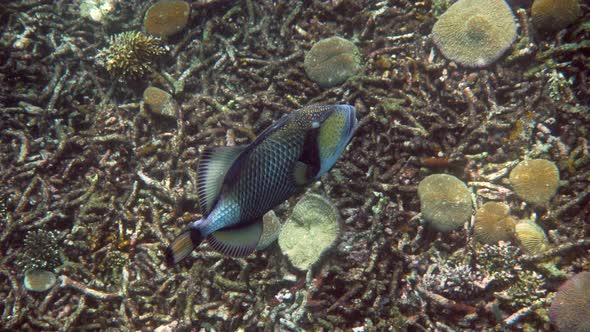 Underwater Video of Titan Triggerfish or Balistoides Viridescens in Gulf of Thailand alt