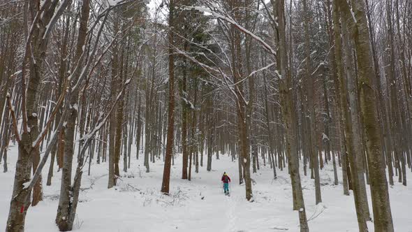 Split boarding in the forest, on white powder day. Winter hike and travel. alt