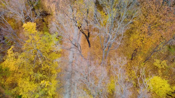 Aerial railway line in bright yellow autumn forest