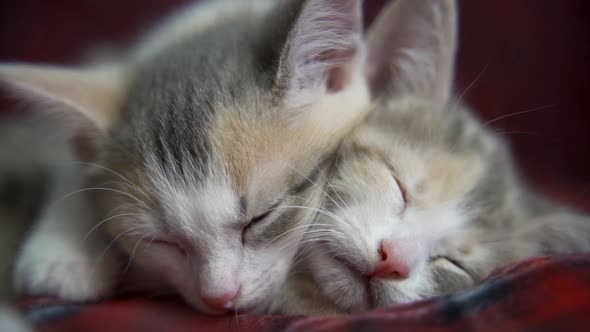 Two Striped Kittens Sleeping with Christmas Lights on Red