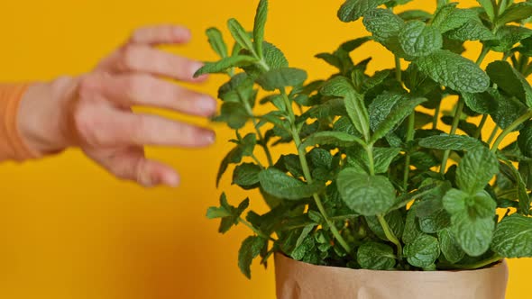 Man's Hand Checking Condition of Mint Plant and Cutting a Branch Using Scissors