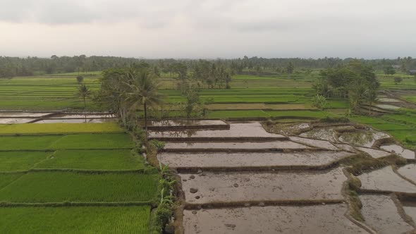 Rice Terraces and Agricultural Land in Indonesia alt