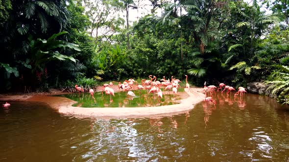 Pink flamingos stand on small island and swim in brown water catching fish