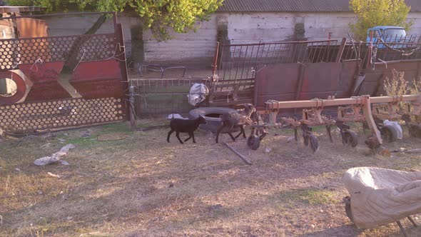 Farm With Sheep And Goat