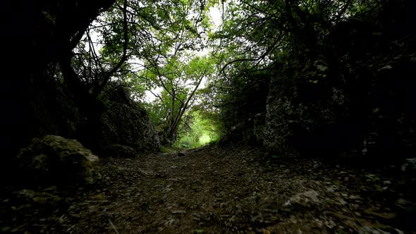 Narrow rocky path in a green forest alt