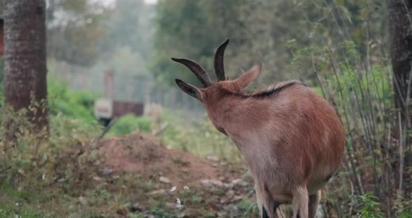 Goat Walks Around a Farmstead in Countryside
