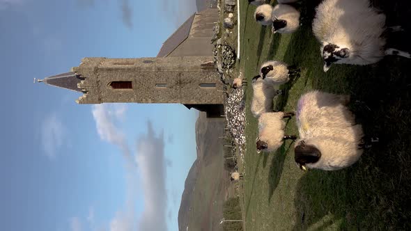 Sheep at St alt