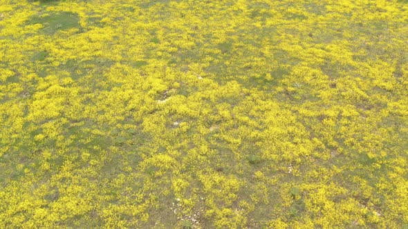 Yellow flower Basket of gold Alyssum Aurinia saxatilis from above 4K drone video