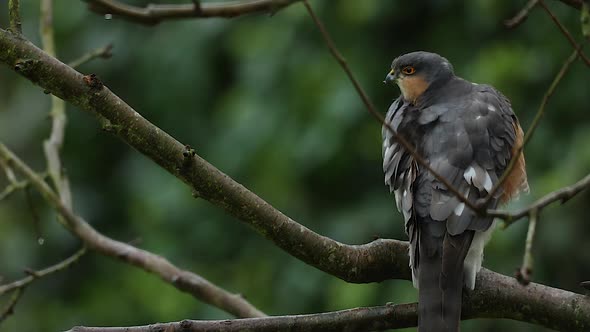 Wild Sparrowhawk Bird Of Pray Cleaning Under Wing Perched In Tree