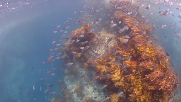 Underwater with many fish species at Poor Knights Islands alt