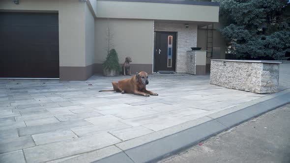 Lonely rhodesian ridgeback lying on family house garage patio, zooming. alt
