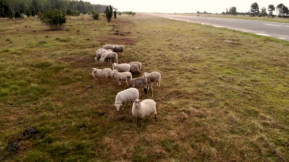 AERIAL: Flying Backwars Away from Curious Grass Grazing Flock of Sheep alt