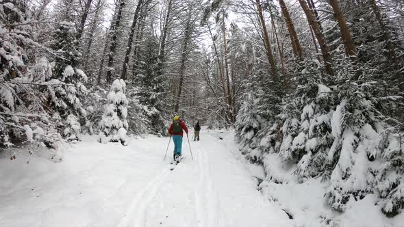 Splitboard and Ski touring Concept. Uphill in a line in the mountains forest woods alt