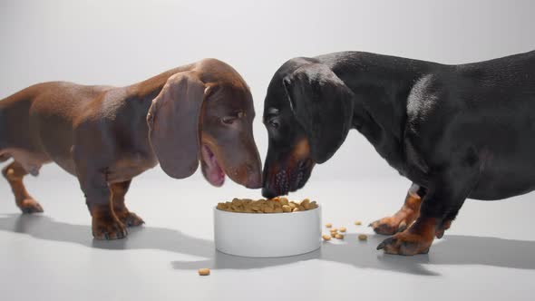 Two Young Dachshund Dogs Eat Dry Food From One White Bowl Video