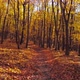Walking Along Autumn Forest - VideoHive Item for Sale