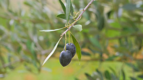 Olives