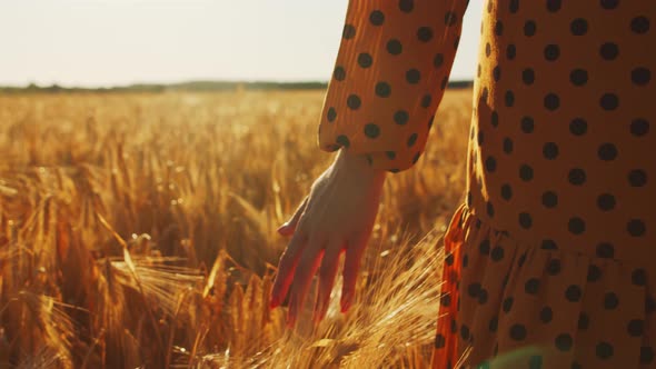Pregnant woman in the rays of the sunset in the field alt
