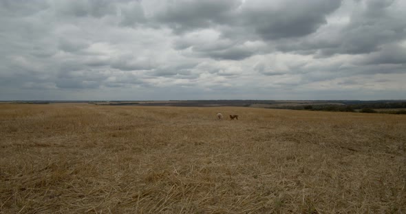 Dogs, poodle breeds, run on a sloping field, under rain clouds.