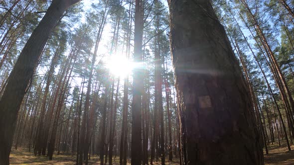 Forest with Pines with High Trunks During the Day alt