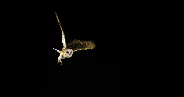 900402 Barn Owl, tyto alba, Adult in flight, Normandy, Slow Motion 4K alt