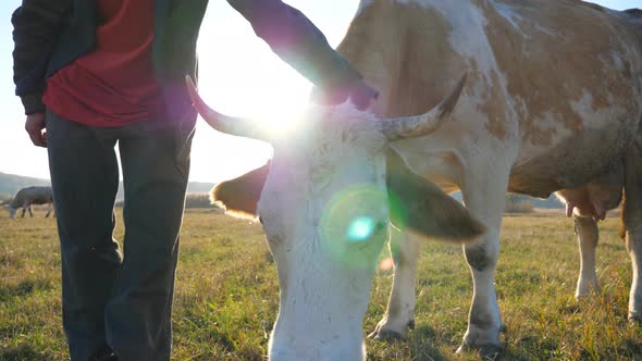 Unrecognizable Farmer Touching and Stroking His Domestic Cow. Friendly Animal Enjoying Human Care alt