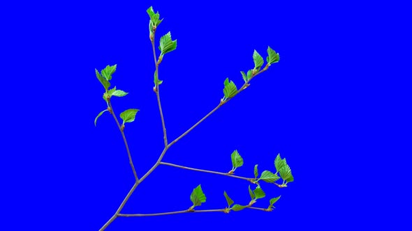 Birch Buds Opening Time Lapse with Alpha Channel alt