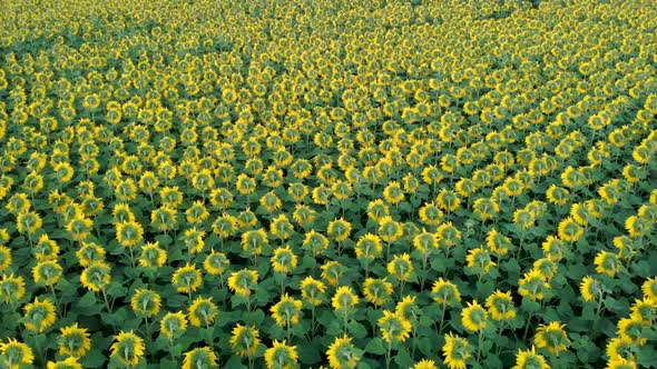 Sunflower Field in a Beautiful Evening Sunset