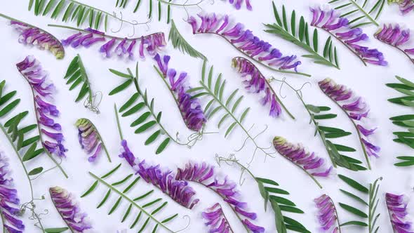 Rotating Background with Violet Field Flowers and Leaves on a White Background