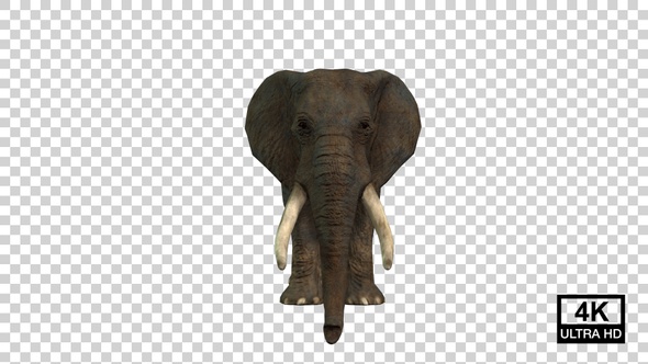 Elephant Idle Front View alt