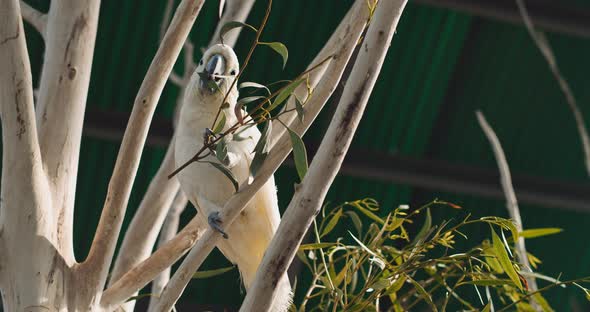 Sulphur-crested cockatoo eating leaves while sitting on a branch. BMPCC 4K alt