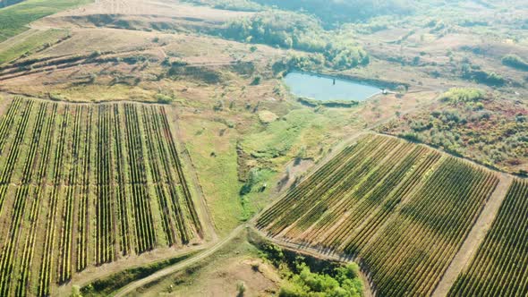 Flying Over a Big Vineyard at the Sunset alt