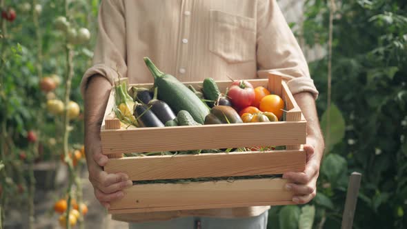Closeup Wooden Box with Tomato Cucumber Zucchini and Eggplant in Male Caucasian Hands alt