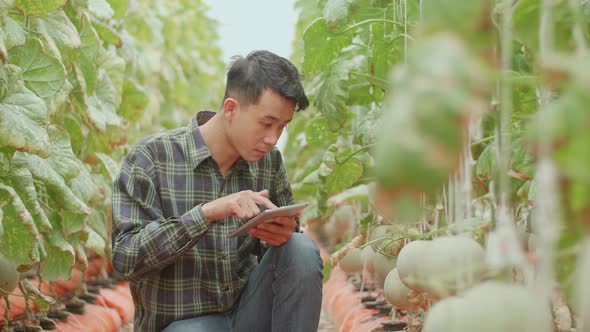 Man Agronomist Farmer With Digital Tablet Computer In Green House Of Melon Farm alt