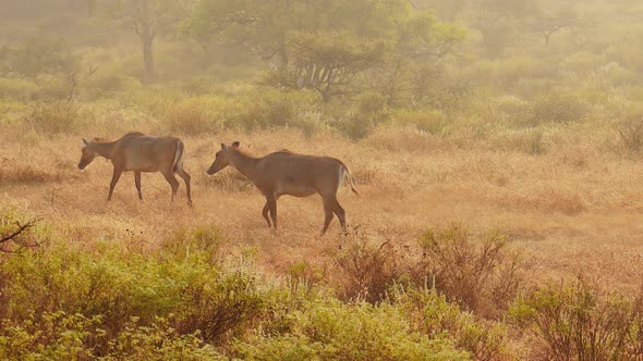 Nilgai or Blue Bull Is the Largest Asian Antelope and Is Endemic To the Indian Subcontinent alt