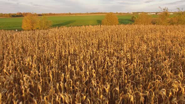 Golden corn field at beatiful sunset in Canada. Aerial view tracking alt