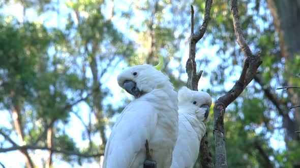 Two cockatoos in the Dandenong ranges of Australia alt