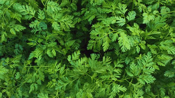 Wild parsley plant or parsnip green leaves texture
