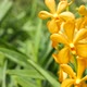 Blurred Macro Close Up, Colorful Tropical Orchid Flower in Spring Garden, Tender Petals Among Sunny - VideoHive Item for Sale