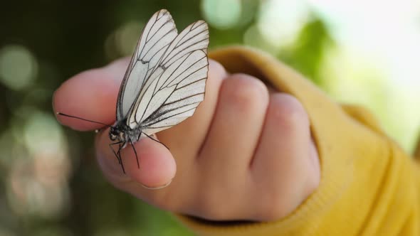 Beautiful Butterfly on the Hand
